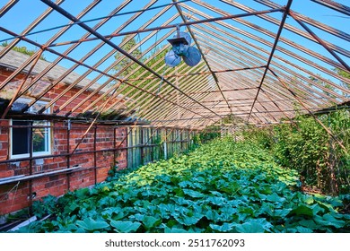 Lush Greenhouse with Leafy Vegetables and Rustic Brick Wall at Eye Level - Powered by Shutterstock