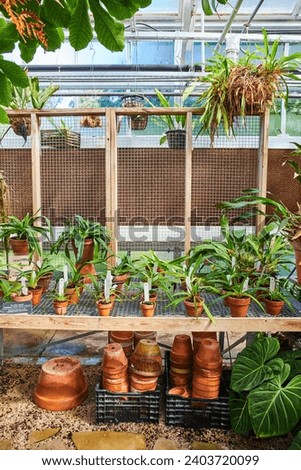 Lush Greenhouse Oasis with Tropical Plants and Terracotta Pots