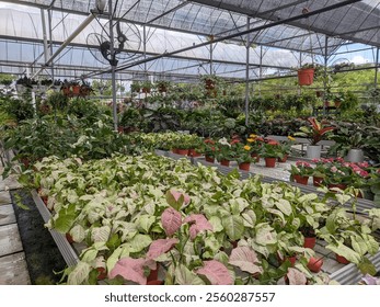 A lush greenhouse, vibrant plants, flowers in pots, greenery and colorful blooms, translucent roof. - Powered by Shutterstock