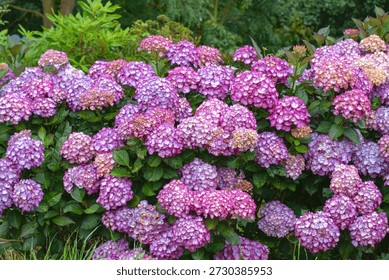 Lush hedge of bigleaf hydrangea (Hydrangea macrophylla) covered in abundant bicolor blooms, with pale centers and vivid pink to purple edges, creating a rich ornamental garden scene.