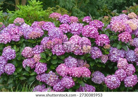 Lush hedge of bigleaf hydrangea (Hydrangea macrophylla) covered in abundant bicolor blooms, with pale centers and vivid pink to purple edges, creating a rich ornamental garden scene.