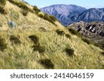 Lush Hills covered with grasslands and chaparral shrubs with rural mountains beyond on the foothills of the San Gabriel Mountains taken where the Mojave Desert and mountains meet in the Cajon Pass, CA