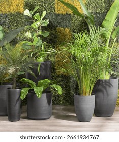 Lush indoor garden scene, an array of tropical plants in sleek black textured pots against a vibrant moss wall, a dynamic and serene green space, urban interiors seeking a touch of nature, sunlit.