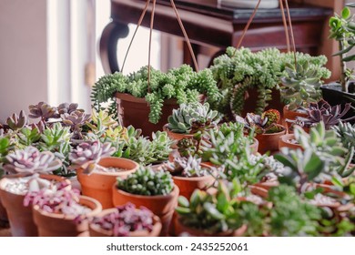 A lush indoor oasis of various succulents, each nestling in classic terra cotta pots, basks in the gentle light near a window. The arrangement creates a tranquil corner, blending the charm of indoor - Powered by Shutterstock