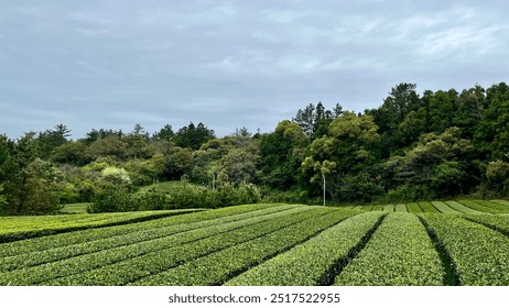 Lush Jeju Green Tea Fields Stretching Over Rolling Hills: No Humans, Just Rows of Vibrant Tea Plants and Clear Blue Skies for a Serene Landscape in Korea - Powered by Shutterstock