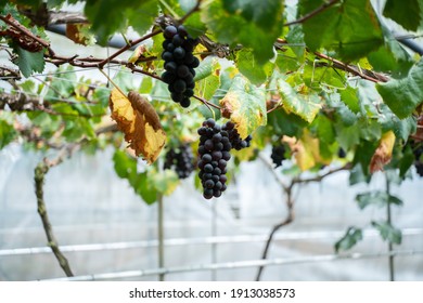 Lush Juicy Grapes Ripe For The Plucking In Blue Valley, Cameron Highlands. These Grapes Will Be Sent To The Winepress