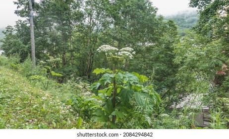 Lush juicy hogweed grows on the hillside. Large carved leaves, white umbellate inflorescences. Green vegetation around. Kamchatka. Summer day. - Shutterstock ID 2084294842