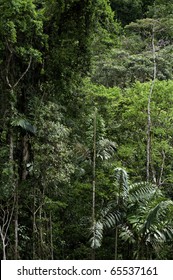 Lush Jungle Of Panama