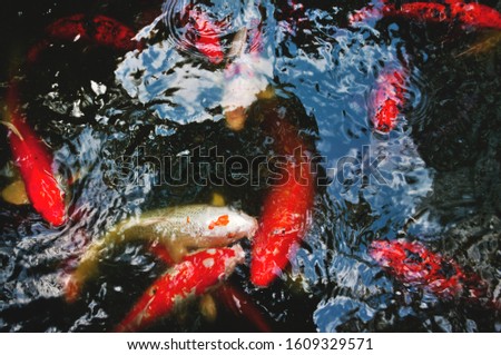 Lush koifish in a pond 