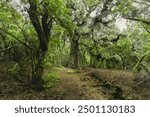 Lush laurisilva forest "La Llania". El Hierro. Canary Islands. spain