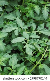 Lush Leafy Green Tomato Plants Growing In The Summer Vegetable Garden.