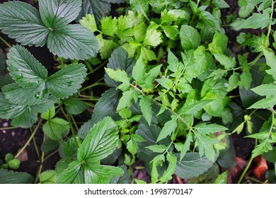 Lush Leafy Green Tomato Plants Growing In The Summer Vegetable Garden.