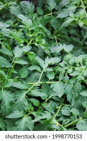 Lush Leafy Green Tomato Plants Growing In The Summer Vegetable Garden.