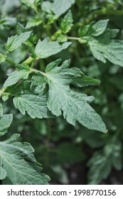 Lush Leafy Green Tomato Plants Growing In The Summer Vegetable Garden.