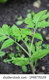 Lush Leafy Green Tomato Plants Growing In The Summer Vegetable Garden.