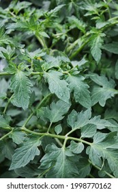 Lush Leafy Green Tomato Plants Growing In The Summer Vegetable Garden.