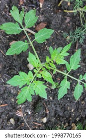 Lush Leafy Green Tomato Plants Growing In The Summer Vegetable Garden.