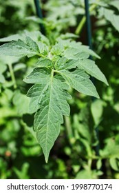 Lush Leafy Green Tomato Plants Growing In The Summer Vegetable Garden.