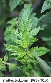 Lush Leafy Green Tomato Plants Growing In The Summer Vegetable Garden.