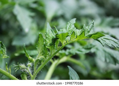 Lush Leafy Green Tomato Plants Growing In The Summer Vegetable Garden.