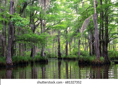 Lush Louisiana Bayou 