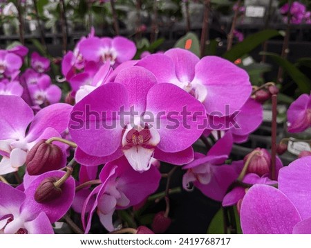 Lush magenta orchids present a stunning visual, perfect for adding vibrancy to any collection.