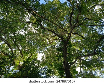 Lush mango tree, mango tree trunk seen from below has lush leaves. This mango tree trunk is very good as a background related to fruit or nature.