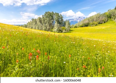 Lush meadow with indian paintbrush flowers, trees and snow covered mountains in the back.