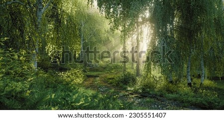 A lush mixed forest of birches and conifers in the evening light in a fine misty haze that, together with the trees, creates volumetric rays of sunlight illuminating the forest path. 