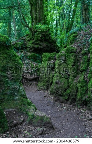Lush moss-covered trees and ancient rocks in Puzzlewood, a distinctive natural landscape and renowned movie location.