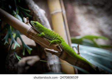 In a lush natural setting, a dynamic green day gecko with red markings rests on bamboo, showcasing its vibrant beauty - Powered by Shutterstock