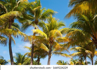 Lush Palm Trees In The Florida Sunshine