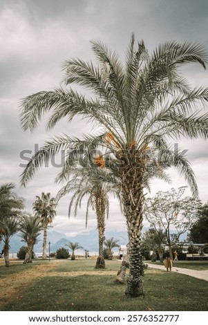 Similar – Image, Stock Photo Serene coastal grasses at sunset in Miami, Florida