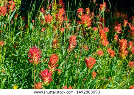 A lush patch of blooming Indian paintbrush glows in afternoon sun in the Sierra mountains. 