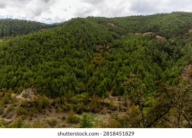 Lush pine-forested mountainside featuring thick evergreen tree cover with hints of yellow autumn foliage scattered across lower slopes in Yunnan.