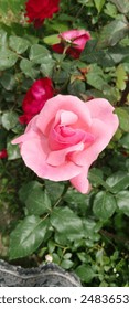 lush pink fresh pink rose , the beauty of nature