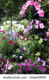 Lush Pink Mandevilla Blooms Loom Over Pink And Chartreuse Petunias And Red Cosmos In This Patio Gardenscape
