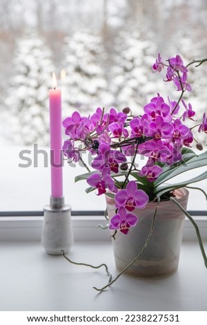 Lush pink orchids flowers in pots growing on window sill in winter indoors. Winter landscape with lot of snow on background outdoors. Pink candle in candle holder burning.
