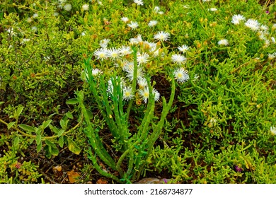 Lush Plants And Flowers After Rain In Little Karoo