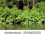 Lush plants and pine trees at a temperate riparian forest taken in McCloud River, CA