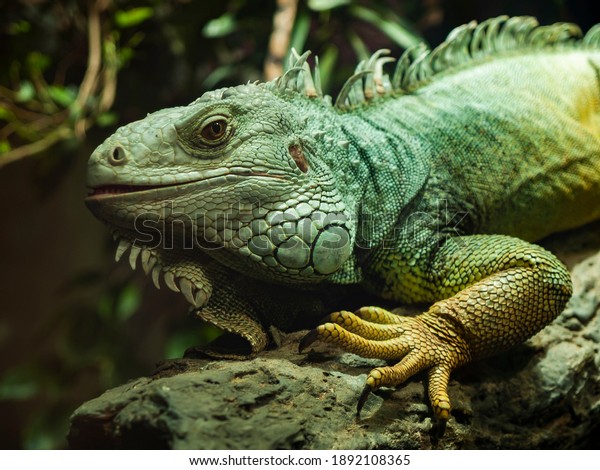 lush portrait of the green lizard\
Islamorada with beautiful painted skin and a dark\
background