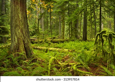 Lush Rainforest In The Cathedral Grove On Vancouver Island, Canada.