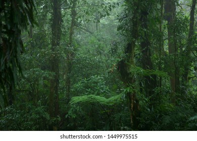Lush rainforest in Central America. Monteverde, Santa Elena in Costa Rica highlands. View in beautiful green Cloud Forest.