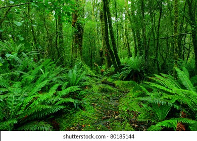 Lush Rainforest Path