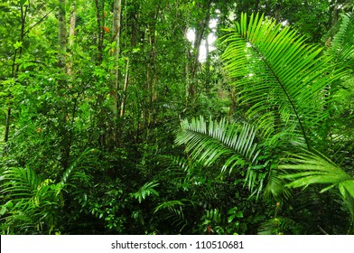 Lush Rainforest Path , Thailand.