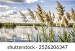 Lush reeds sway gently in the water under a bright blue sky dotted with fluffy clouds at a serene lake,Reeds rise from the calm water