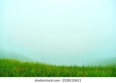 Lush rice fields terrace with foggy covered in the sky at the morning - Powered by Shutterstock