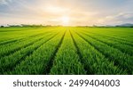 A lush rice paddy field with neat, under a bright, sunny sky, green rows stretching into the horizon. 