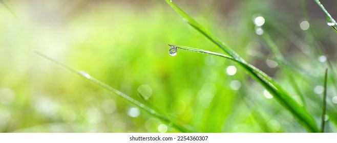 Lush rich green grass in a meadow with dew drops in sunlight in spring summer outdoor close-up, panorama. The beauty of the native land. Ukraine, Europe. - Powered by Shutterstock