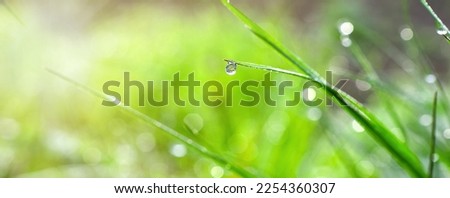 Lush rich green grass in a meadow with dew drops in sunlight in spring summer outdoor close-up, panorama. The beauty of the native land. Ukraine, Europe.
